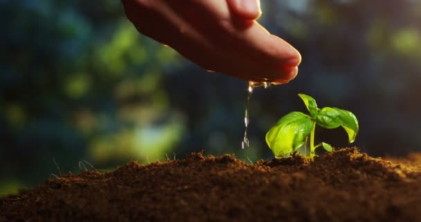 Ручной полив растения — стоковое видео