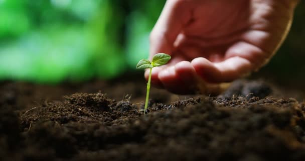 Hand drenken een plant — Stockvideo