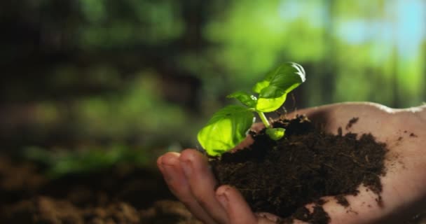 Hand schenkt eine Pflanze — Stockvideo