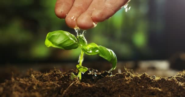 Hand watering a plant — Stock Video