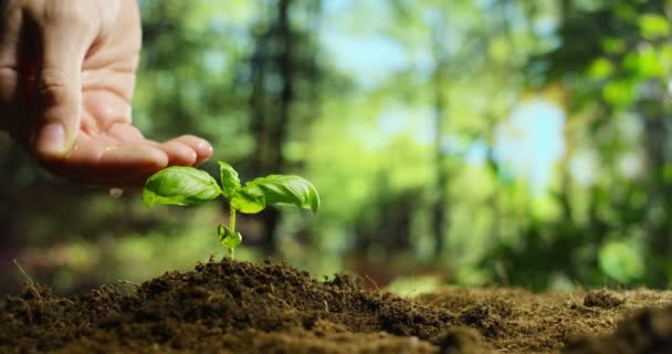 식물을 급수 하는 손 — 비디오