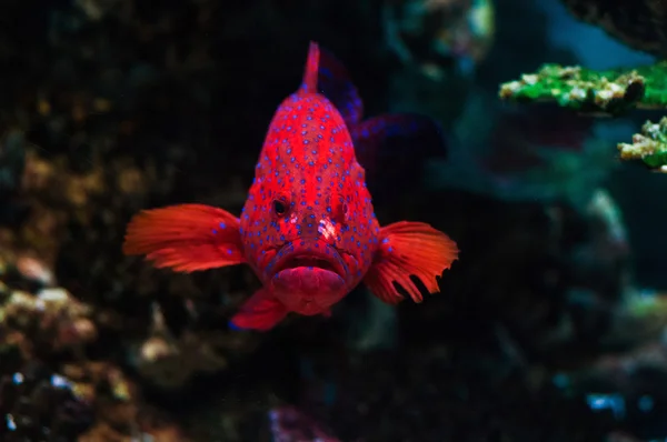 Rode en gevlekte verjaard Coronation Trout (Grouper, Groper) Zie de camera. — Stockfoto