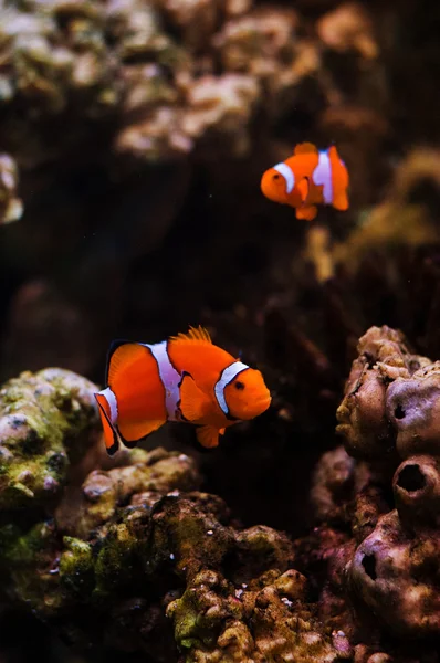 Palyaço balığı ya da deniz şakayığı.. . 