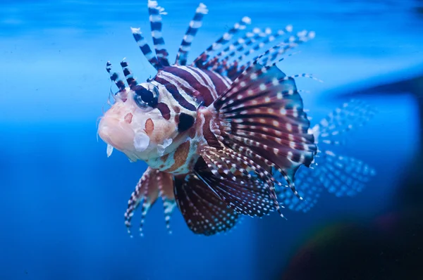 Lionfish (Pterois mombasae) onderwater. — Stockfoto