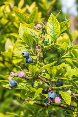 Taze yabanmersini ağaç