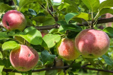 Kırmızı elma ile şube