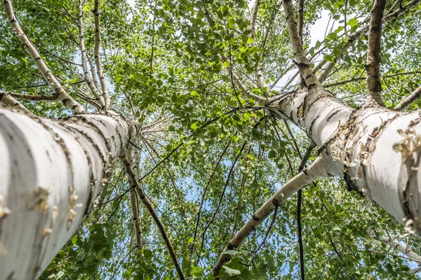 İki huş ağacı — Stok fotoğraf