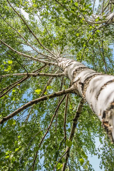 Huş ağacı ağaç görünümü — Stok fotoğraf