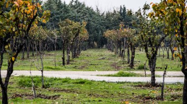 Parktaki ağaçlar Sonbaharda