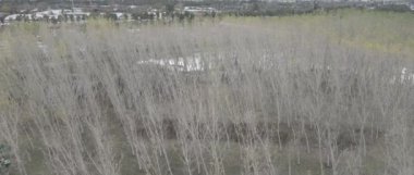 Orman sonbahar dağ arka planında