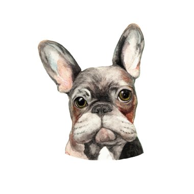 Bir Fransız Bulldog renkli vektör illüstrasyon. Suluboya Kalem Köpek Portresi
