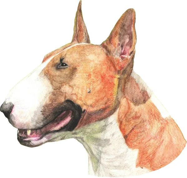 Färg vektor illustration av Bull terrier. Akvarell hund porträtt — Stock vektor