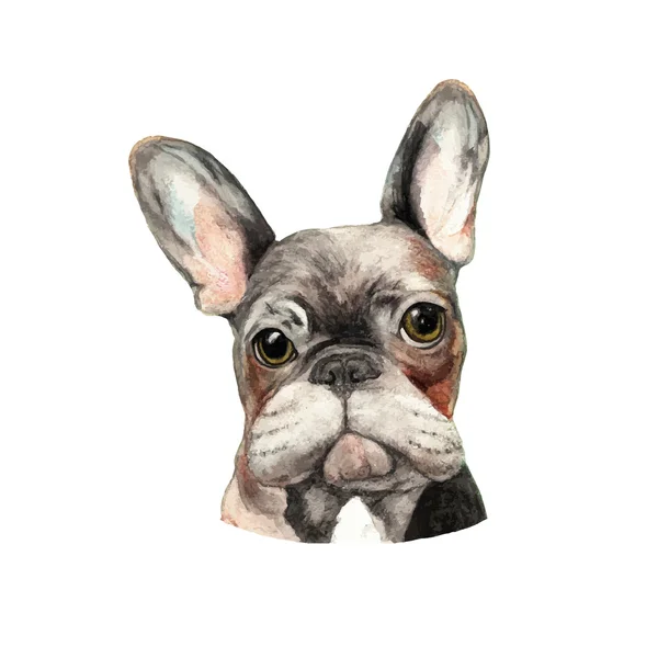 法国斗牛犬的彩色矢量插图。水彩铅笔狗肖像 — 图库矢量图片