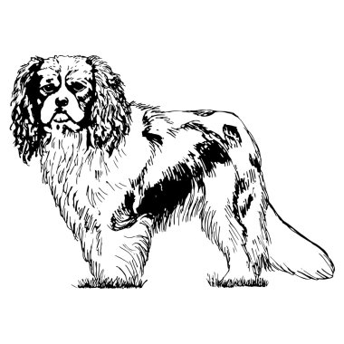 Cavalier Kral Charles Spaniel Köpek Grafik vektör illüstrasyon. İzole Vektör Köpek İllüstrasyon.