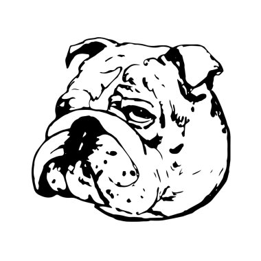 İngilizce Bulldog grafik vektör illüstrasyon. İzole Vektör Köpek Portresi.