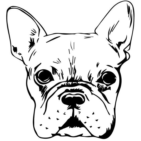 Fransız Bulldog grafik vektör illüstrasyon. İzole Vektör Köpek Portresi.