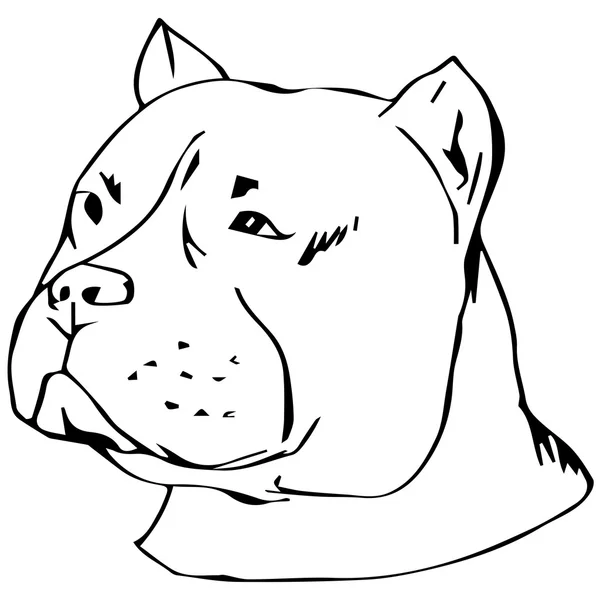 Grafische Vektorillustration des amerikanischen Staffordshire Terriers. isolierte Vektor Hund Portrait. — Stockvektor