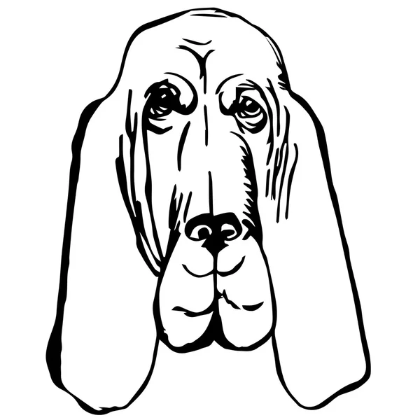 Graphic vector illustration of Bloodhound Dog. Isolated Vector Dog Portrait. — Stockový vektor