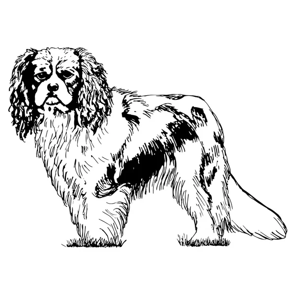 骑士王查尔斯·斯帕尼尔狗的图形矢量插图。隔离矢量狗插图. — 图库矢量图片