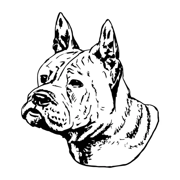 中国重庆狗的图形矢量图。隔离矢量狗肖像. — 图库矢量图片