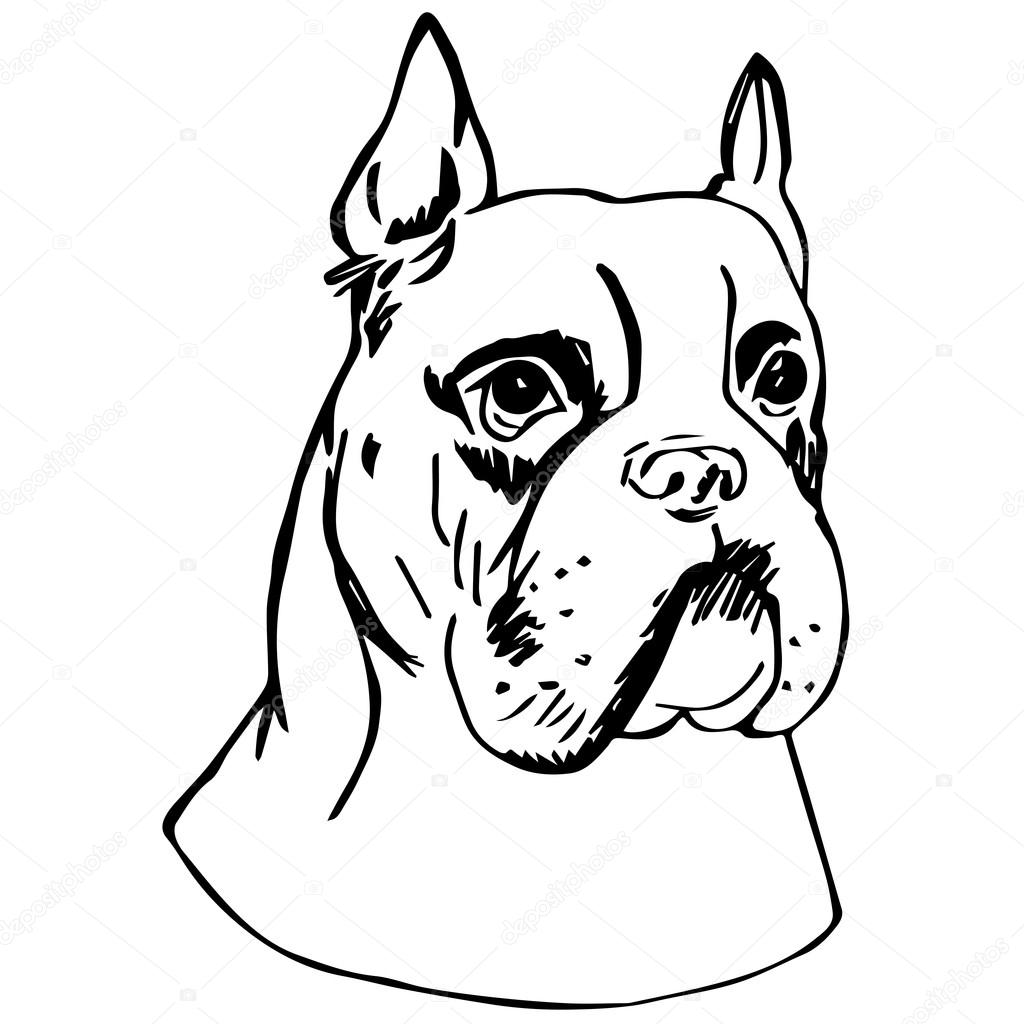 Boxer Dog Portrait. Graphic Pencil Illustration of German Boxer. Hand Drawn Vector Dog Head on white background. Hand Drawn art sketch of German Boxer Breed.