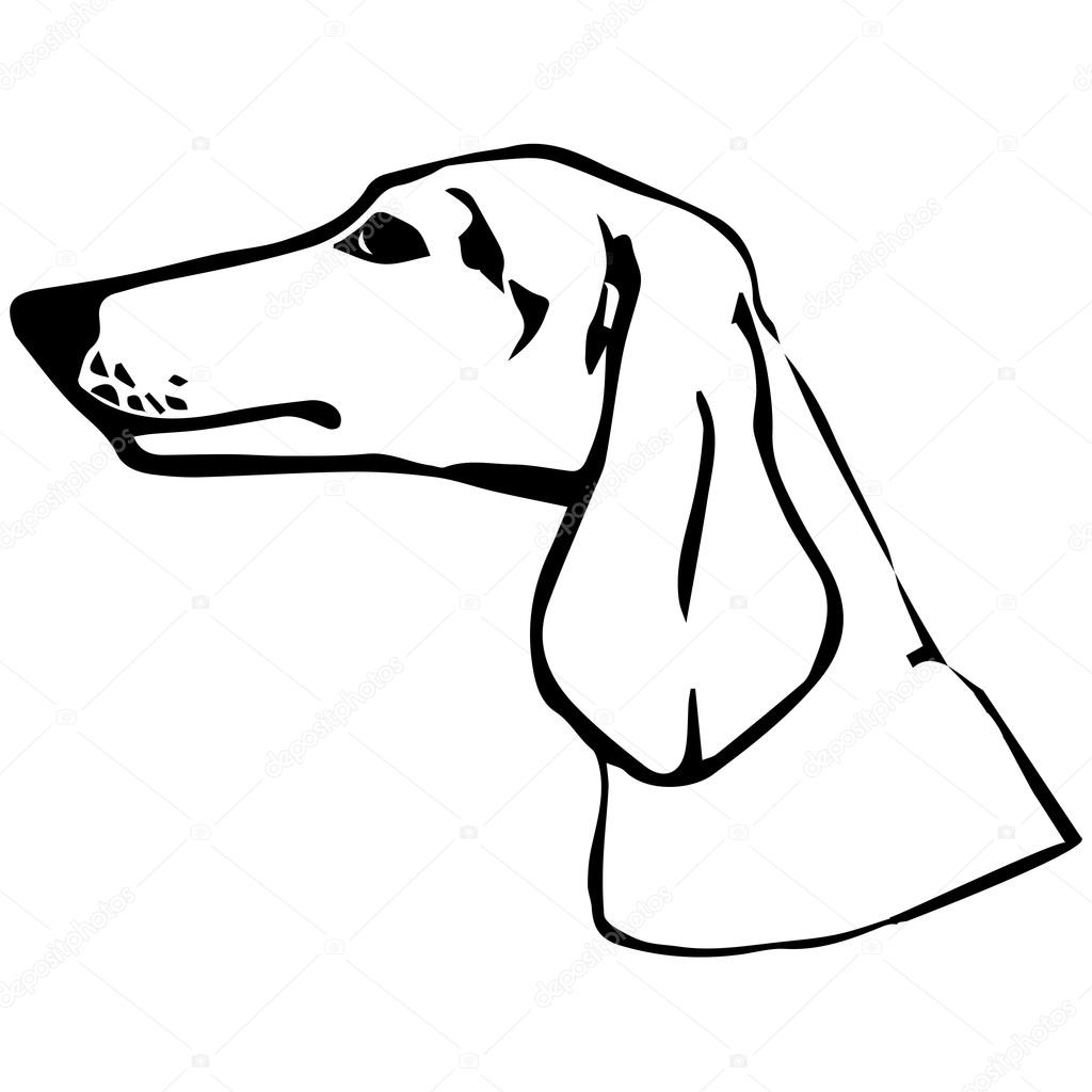 Dachshund Dog Portrait. Graphic Pencil Illustration of Dachshund. Hand Drawn Vector Dog Head on white background. Hand Drawn art sketch of Dachshund Breed.