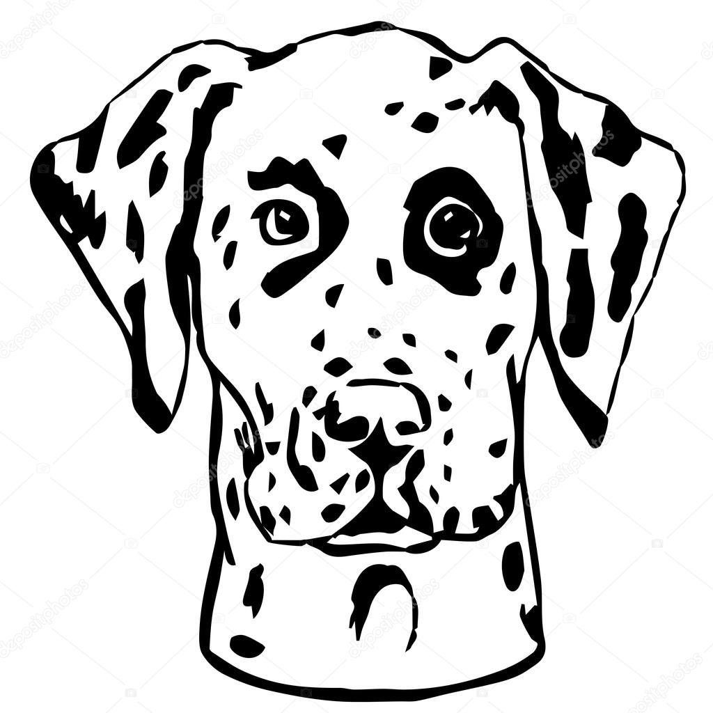 Dalmatian Dog Portrait. Graphic Pencil Illustration of Dalmatian. Hand Drawn Vector Dog Head on white background. Hand Drawn art sketch of Dalmatian Breed.