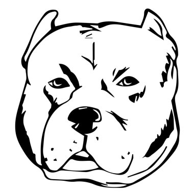 Pit Bull Dog grafik vektör illüstrasyon. İzole Vektör Köpek Portresi.