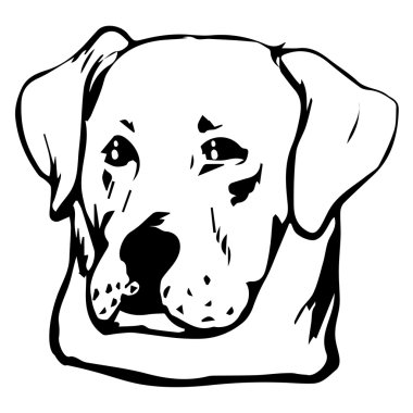 Labrador Retriever Köpek Grafik vektör illüstrasyon. İzole Vektör Köpek İllüstrasyon.