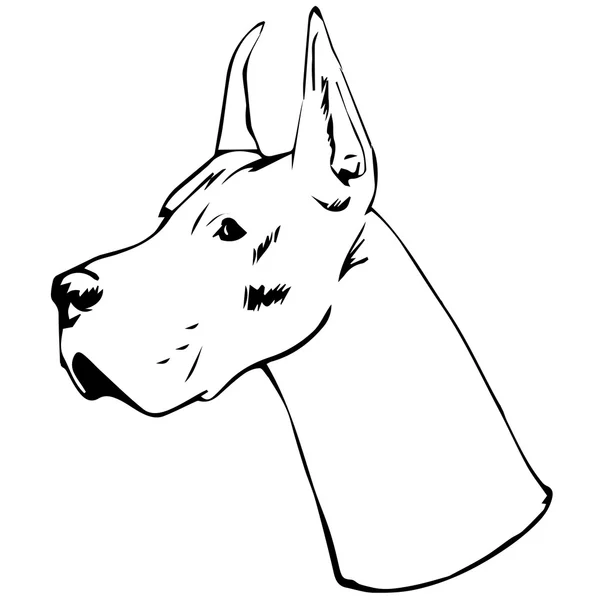 Gráfico ilustração vetorial de Great Dane Dog. Isolado Vector Dog Portrait . — Vetor de Stock