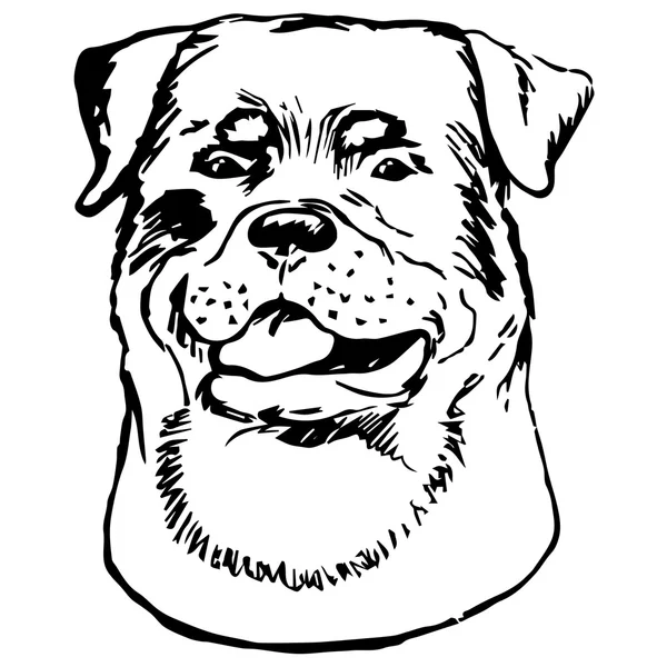 Grafische Vektorillustration des Rottweiler Hundes. isolierte Vektor Hund Portrait. — Stockvektor