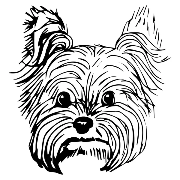 Grafikus vektor illusztrációja Yorkshire terrier kutya. Izolált vektor kutya illusztráció. — Stock Vector