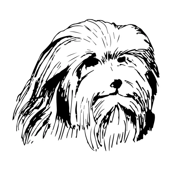 Grafisk vektor illustration av lejon Bichon hund. Isolerad vektor hund illustration. — Stock vektor