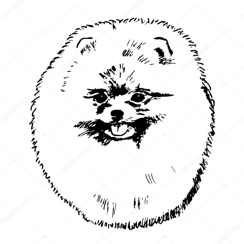 Pomeranian Spitz  Dog Portrait. Graphic Pencil Illustration of Pomeranian Spitz Dog. Hand Drawn Vector Dog Head on white background. Hand Drawn art sketch of Zwergspitz Breed.