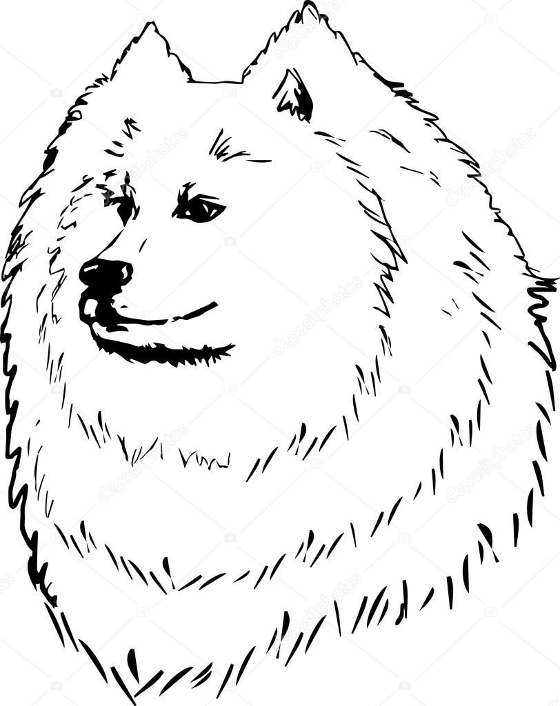 Samoyed Dog Portrait. Graphic Pencil Illustration of Samoyed Dog. Hand Drawn Vector Dog Head on white background. Hand Drawn art sketch of Samoyed Breed.