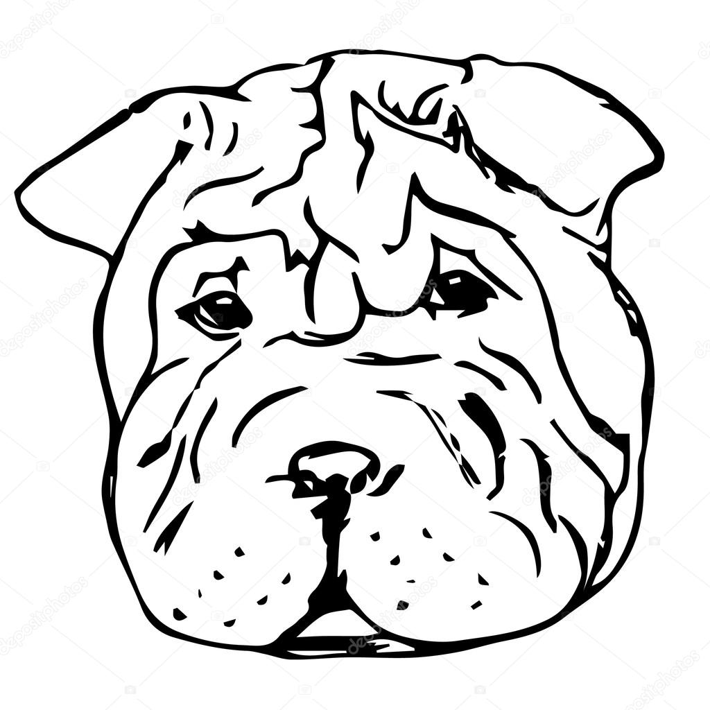 Chinese Shar-Pei Dog Portrait. Graphic Pencil Illustration of  Shar Pei Dog. Hand Drawn Vector Dog Head on white background. Hand Drawn art sketch of  Shar-Pei Breed.