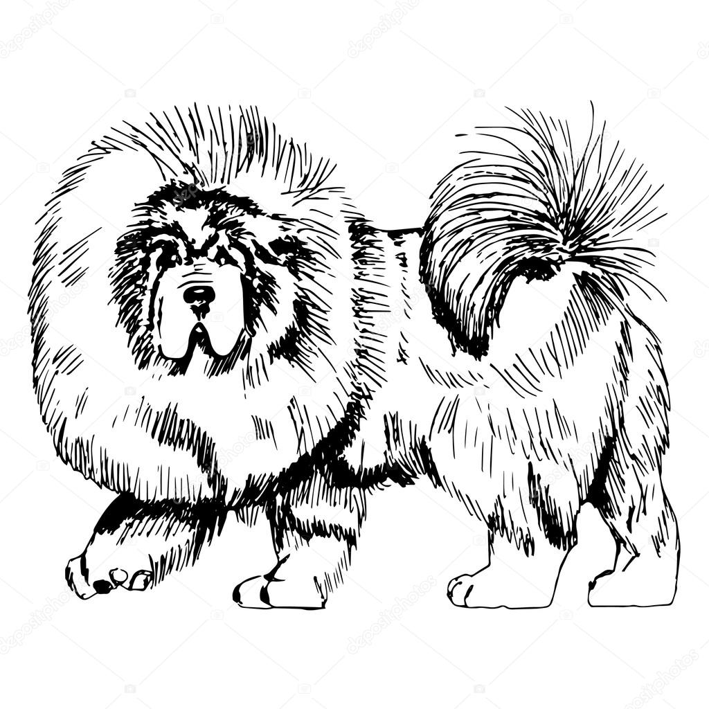 Tibetan Mastiff Dog Picture. Graphic Pencil Illustration of Tibetan Mastiff Dog. Hand Drawn Vector Dog on white background. Hand Drawn art sketch of Mastiff Breed.