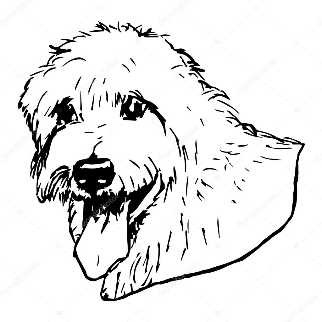 Irish Wolfhound Dog Picture. Graphic Pencil Illustration of Irish Wolfhound Dog. Hand Drawn Vector Dog on white background. Hand Drawn art sketch of Irish Wolfhound Breed.