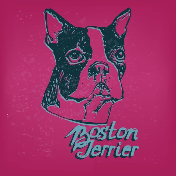 Retrato Terrier de Boston. Impressão da T-shirt Boston Terrier. nome da raça letras . —  Vetores de Stock