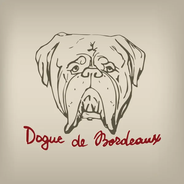 法国獒犬的画像。法国獒犬 t 恤打印。品种名称印字. — 图库矢量图片