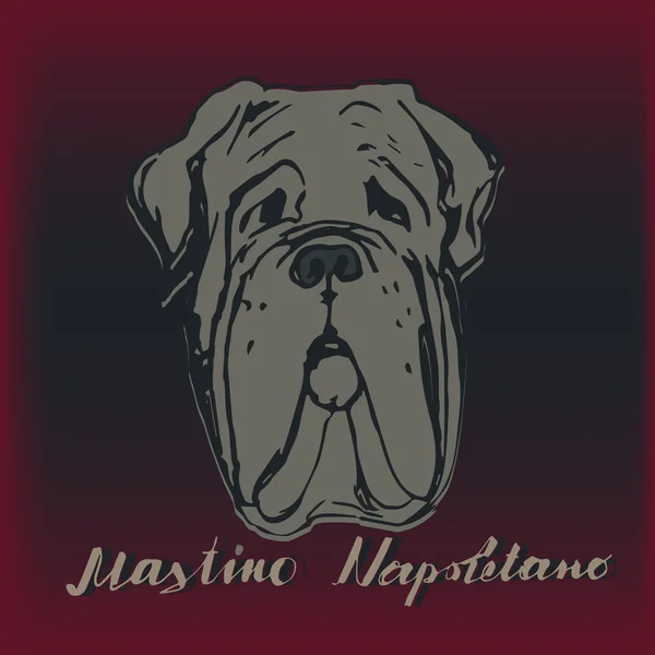 Retrato de Mastim Napolitano. Camiseta de mastim napolitana. nome da raça letras . —  Vetores de Stock