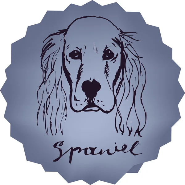 Retrato de Spaniel. Cocker Spaniel T-shirt print. nome da raça letras . —  Vetores de Stock
