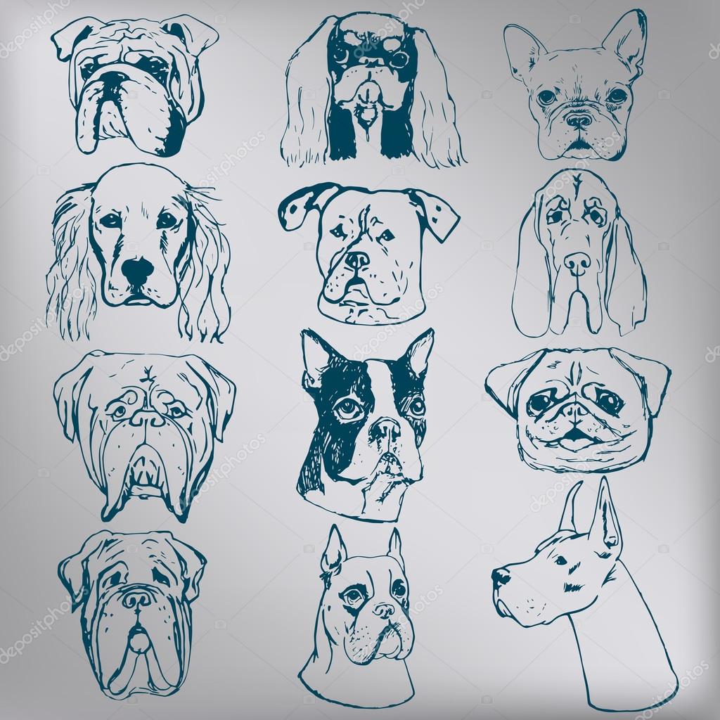 Dog image set. Dog portraits. Purebred dogs in vector. Hand drawn dog heads.