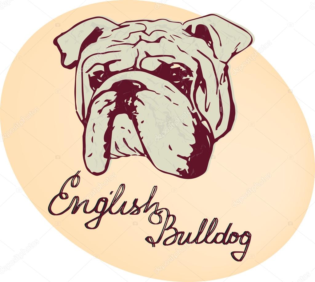 English Bulldog vector illustration. Dog portrait and lettering. Hand Drawn Vector Dog. Sketch of English Bulldog Dog Breed