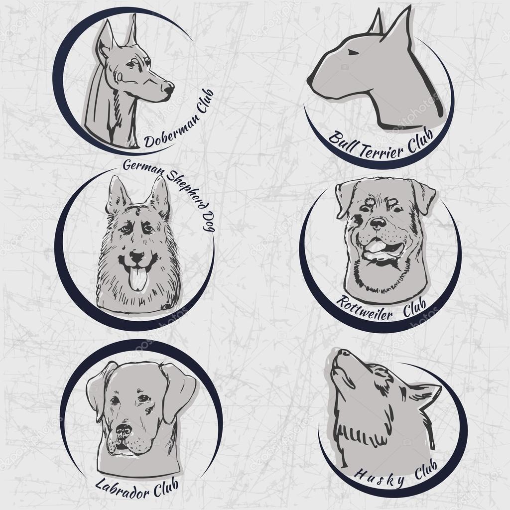 Logos of Dog Clubs. Vector dog set. Set of dog portraits. Bull Terrier Club Logo. Doberman Kennel club. Labrador Kennel club. German Shepherd Kennel club. Husky Kennel club. Rottweiler Kennel Club.