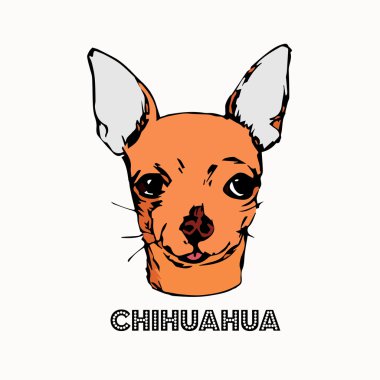 Chihuahua beyaz arka planda izole edilmiş.. 