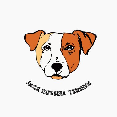 Jack Russell Terrier beyaz arka planda izole edildi. 