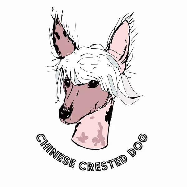 Perro cresta chino aislado sobre fondo blanco . — Vector de stock