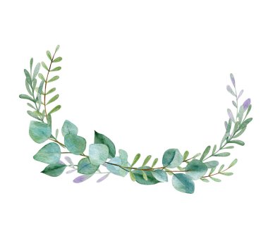 Okaliptüs hassas dallar suluboya resimleme. Okaliptüs beyaz arkaplanda izole edilmiş sınır bırakır.