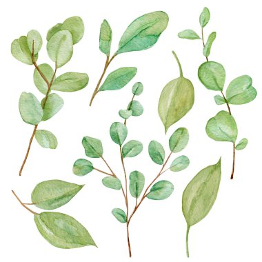 Okaliptüs suluboya resim bırakır. Beyaz arkaplanda el yapımı okaliptüs izole edilmiş..